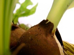 seedling