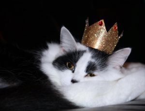 Bloggers love cute cats